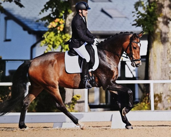 Dressurpferd Kadans Prins (KWPN (Niederländisches Warmblut), 2015, von Gotcha Utopia) Dressurpferd Kadans Prins (KWPN (Niederländisches Warmblut), 2015, von Gotcha Utopia)