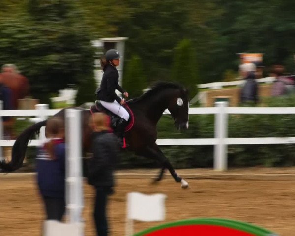Reitturnier Teupitz 2023