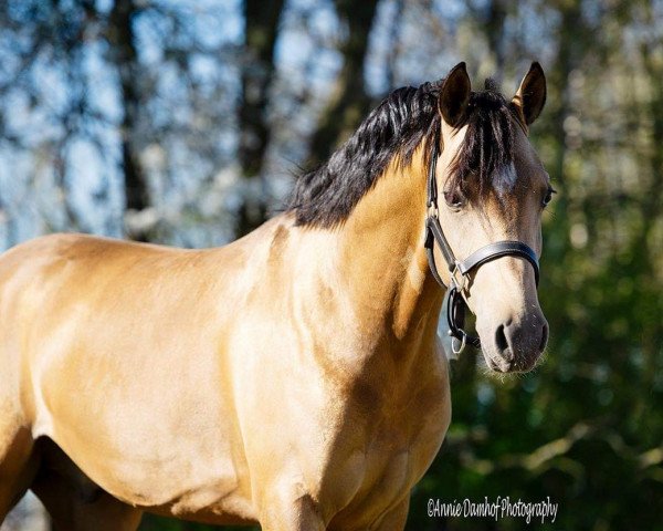 horse Legendary PM Emelwerth (Welsh Partbred, 2016, from Dance Star AT NRW)