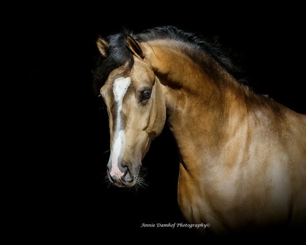 Pferd Onyx Emelwerth (Welsh Partbred, 2019, von Despacito AT)