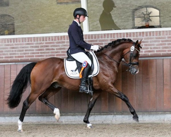 horse Cosmo's Paradiso Emelwerth (Welsh Partbred, 2020, from Cosmo Callidus NRW)