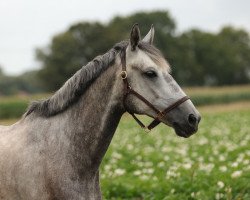 dressage horse Gigus (Schlesier, 2016, from Jastrun)
