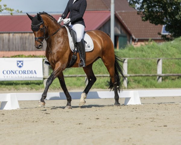 broodmare Hedda (Trakehner, 2007, from Le Rouge 7)