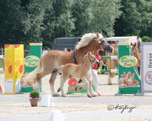 broodmare Stute von Augustus / Harbeck (Rhenish-German Cold-Blood, 2021, from Augustus)