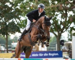 jumper Zapatera (KWPN (Royal Dutch Sporthorse), 2018, from Zapatero VDL)