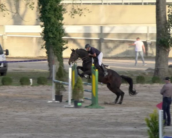 Reitturnier Basel 2023