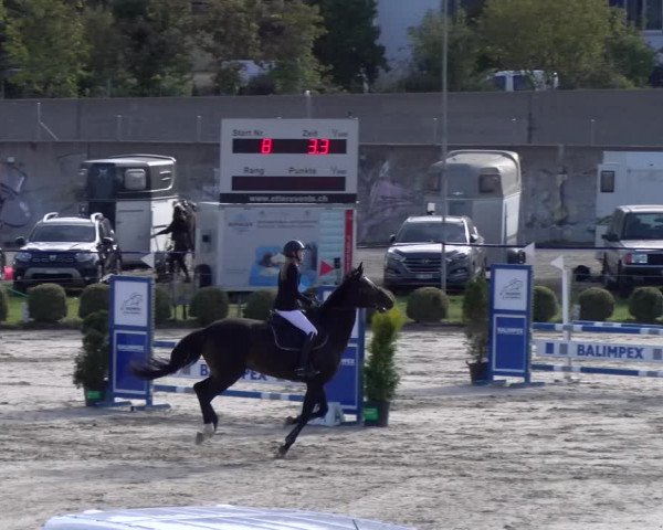 Reitturnier Basel 2023