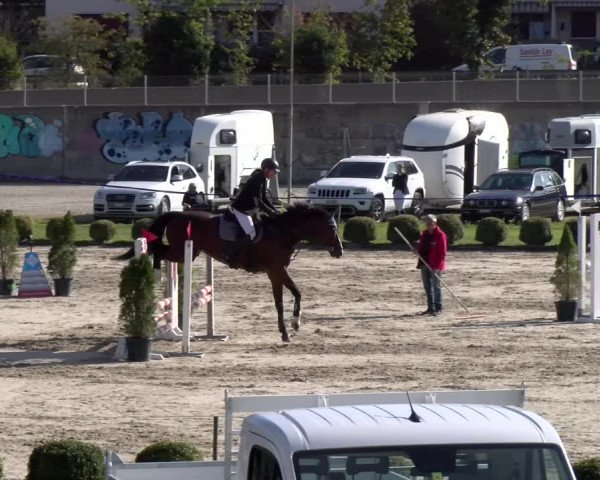 Reitturnier Basel 2023
