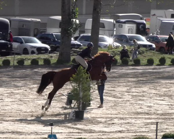 Reitturnier Basel 2023