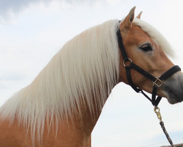 horse Wyo Wicenti MM (Haflinger, 2014, from Wintersturm)