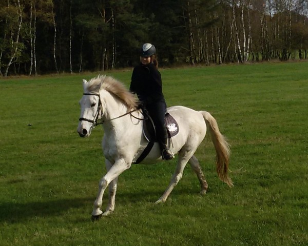 horse Osterfeuer (Trakehner, 1997, from Kalif 1436)