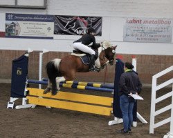 dressage horse Sir Winston 27 (unknown, 2012)