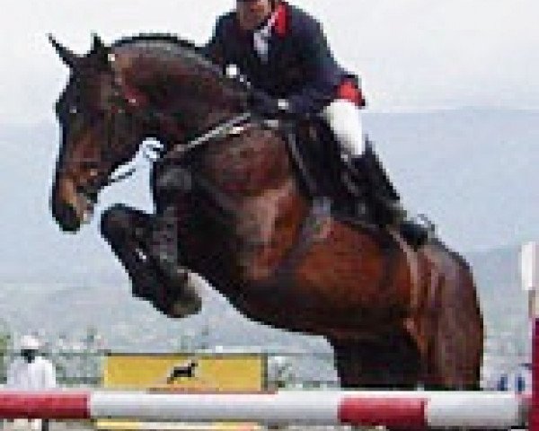 stallion Kolorado de Semilly (Selle Français, 1998, from Diamant de Semilly)