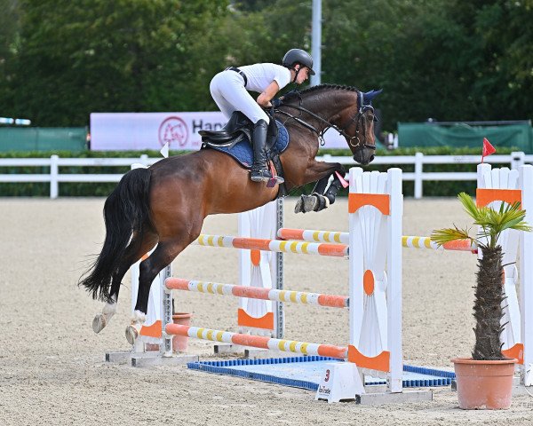 Springpferd D'Artagnan 182 (Württemberger, 2010, von Birkhofs Denario)