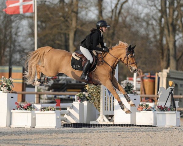 horse Velour de la Vallee (French Pony, 2009, from Quabar des Monceaux)