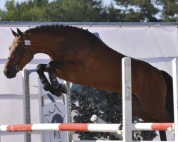 stallion Frenchcornet D'Odival (French Pony, 2015, from Cornet Obolensky)