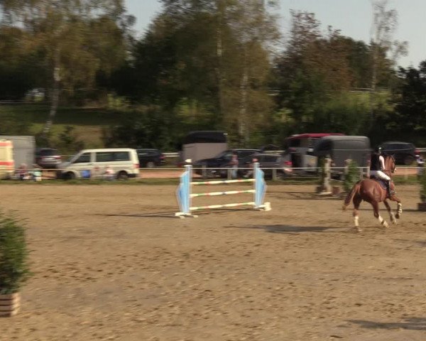 Reitturnier Heiligenwald 2023