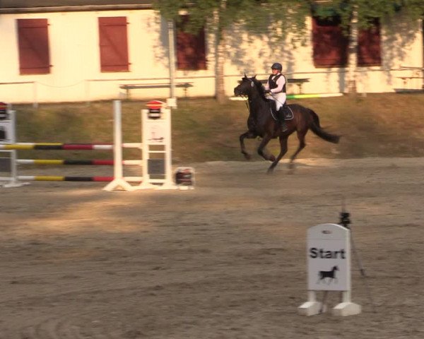 Reitturnier Lgl.-Oberhain, B95 2021