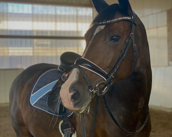 dressage horse Fidente M.S. (KWPN (Royal Dutch Sporthorse), 2010, from Oscar)
