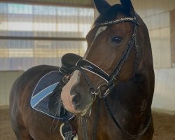 dressage horse Fidente M.S. (KWPN (Royal Dutch Sporthorse), 2010, from Oscar)