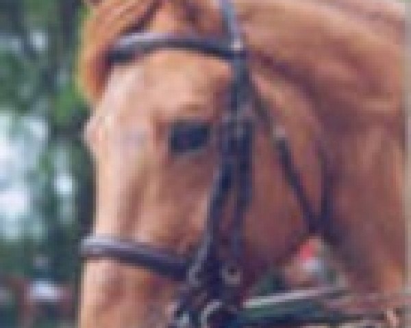 stallion Epsom de Rochefort (Selle Français, 1992, from Rosire)