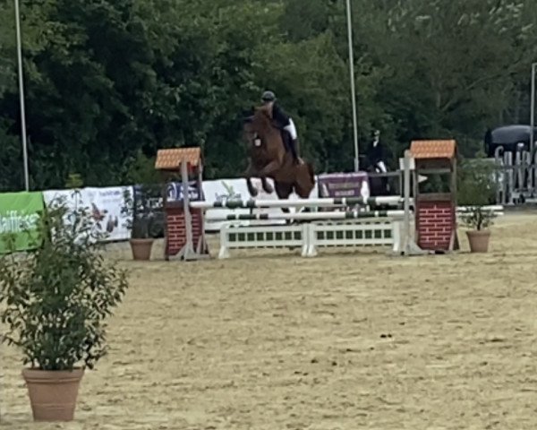 jumper Iggy 6 (KWPN (Royal Dutch Sporthorse), 2013, from Ultimo)