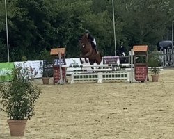 jumper Iggy 6 (KWPN (Royal Dutch Sporthorse), 2013, from Ultimo)