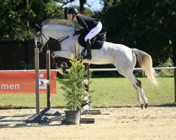 jumper Carlsson 92 (Holsteiner, 2015, from Castellini)
