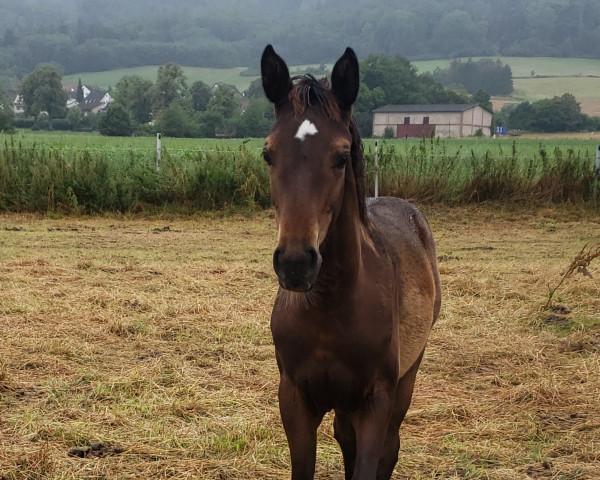 Pferd Germanias Goldregen (Trakehner, 2023, von Glücksruf I)