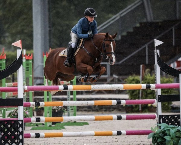 stallion Quint Van De Groenheuvel (Belgian Riding Pony, 2012, from Kadans van de Groenheuvel Dh)