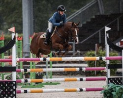 stallion Quint Van De Groenheuvel (Belgian Riding Pony, 2012, from Kadans van de Groenheuvel Dh)