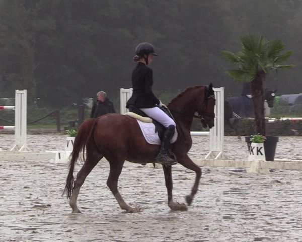 Reitturnier Handorf 2023