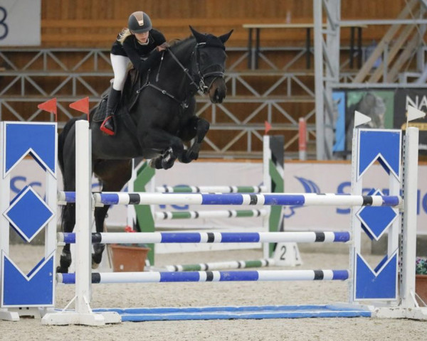 Springpferd Donna Dorena (Holsteiner, 2011, von Cormint)