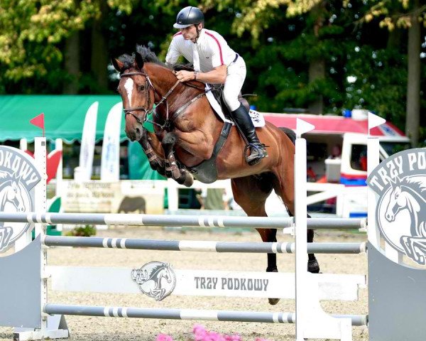 broodmare Cometa (Westphalian, 2017, from Comme il Faut)