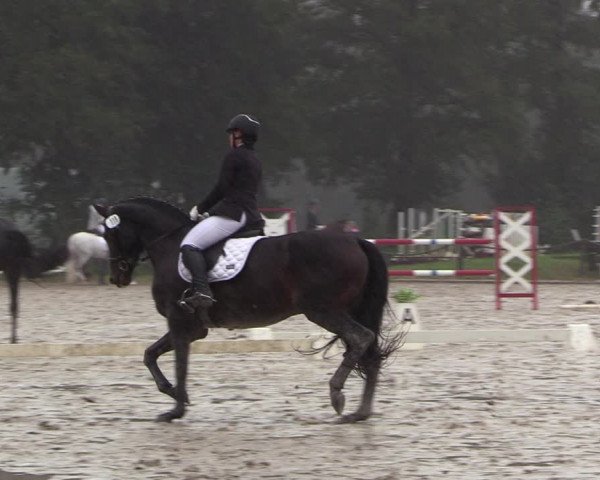 Reitturnier Handorf 2023