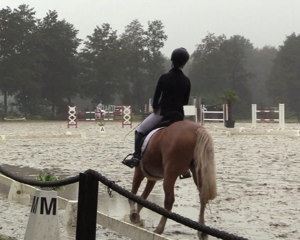 Reitturnier Handorf 2023