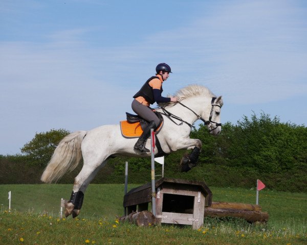 Springpferd O'Connor 11 (Connemara-Pony, 2016, von Lærkens Cascade Dawn)