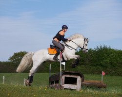 jumper O'Connor 11 (Connemara Pony, 2016, from Lærkens Cascade Dawn)