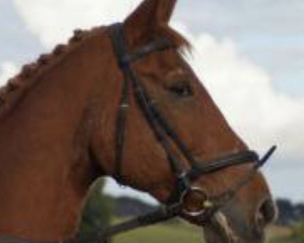 horse Dezalay (Hanoverian, 1990, from Dressman)