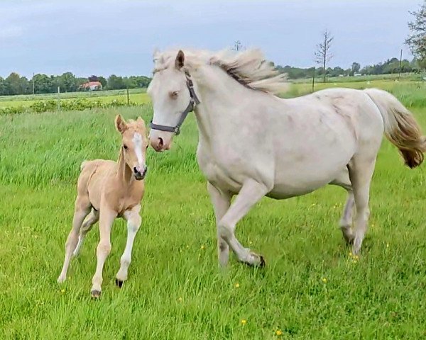 stallion Daimondstarlight Dreamdancer (German Riding Pony, 2023, from Darf ich bitten)