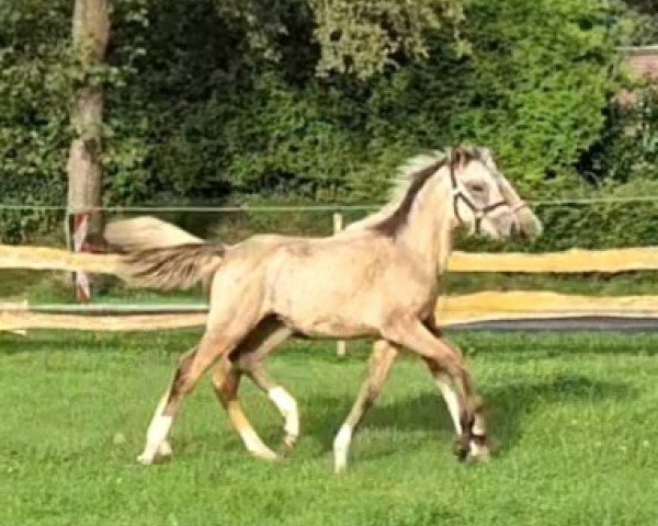 stallion Daimondstarlight Dreamwalker (German Riding Pony, 2023, from Double Cream)