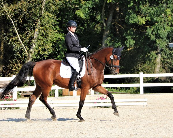 jumper Ruben Royal 4 (Westphalian, 2017, from Rubin Royal OLD)