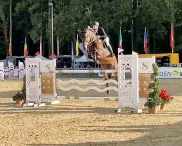 jumper Dolce Viva (Zangersheide riding horse, 2016, from Diamant de Semilly)