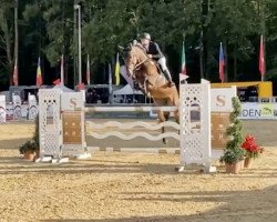 jumper Dolce Viva (Zangersheide riding horse, 2016, from Diamant de Semilly)