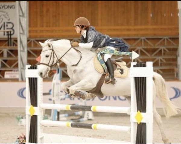 jumper Tortuga (Connemara Pony, 2008, from Hazy Smart Boy)