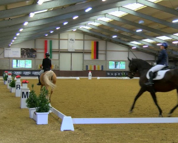Reitturnier Bottrop-Kirchhellen 2023
