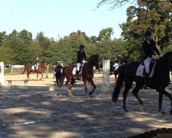Reitturnier Handorf 2023