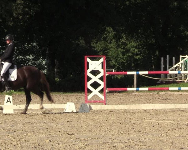 Reitturnier Handorf 2023