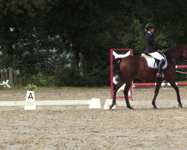 Reitturnier Handorf 2023