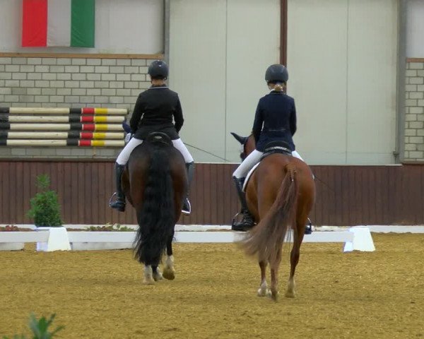 Reitturnier Bottrop-Kirchhellen 2023